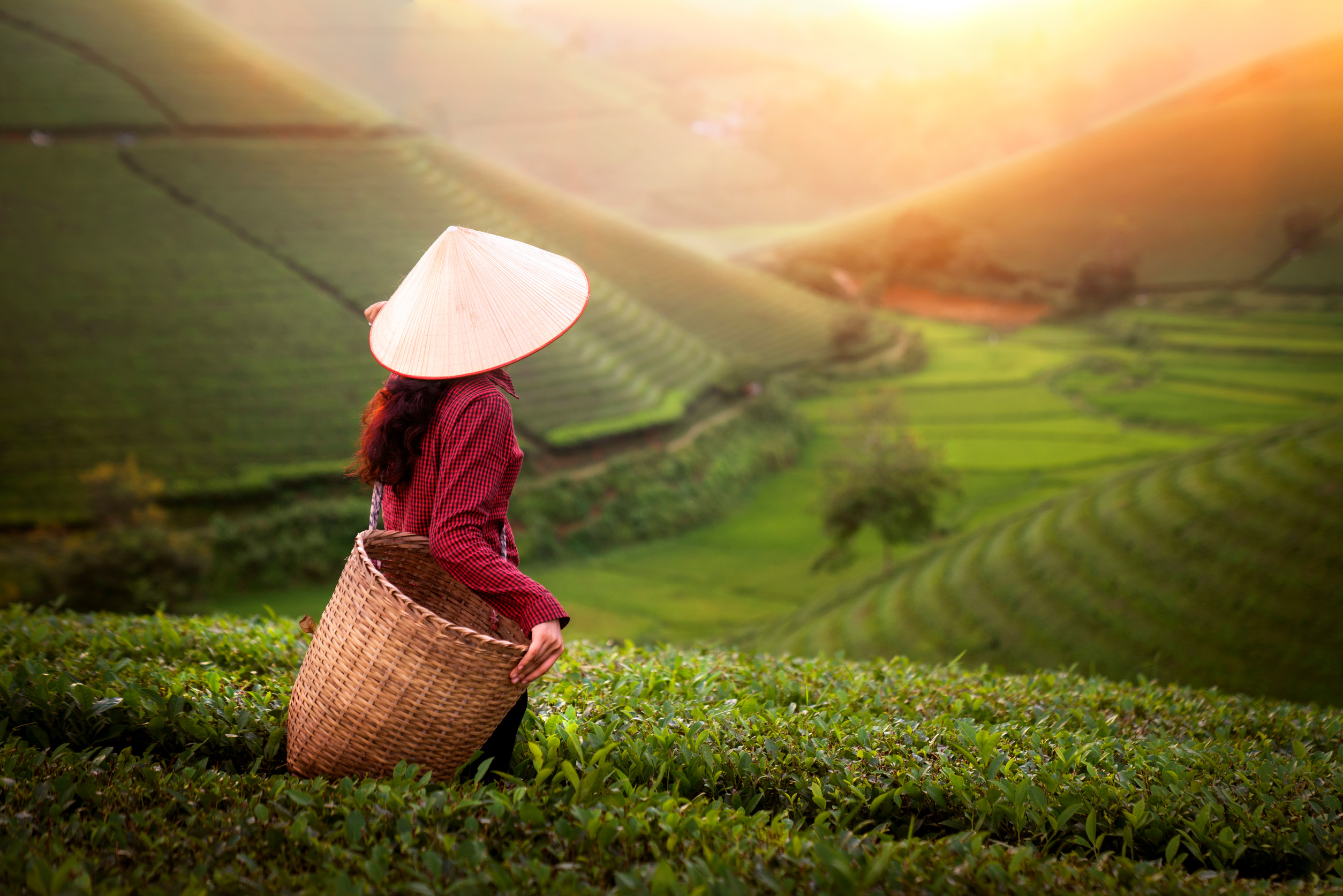 VIETNAM – AHC30722 Certificate III in Horticulture